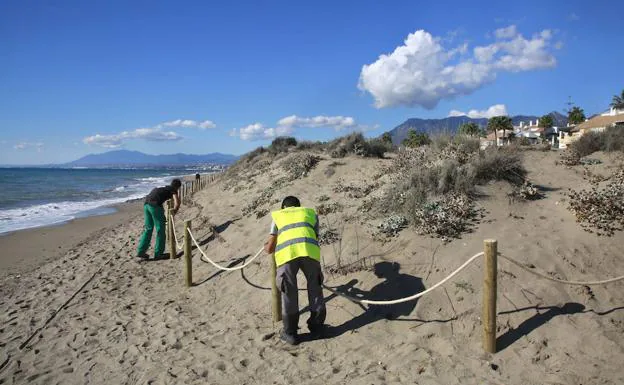 Operarios trabajan en el entorno dunar de Marbella. 