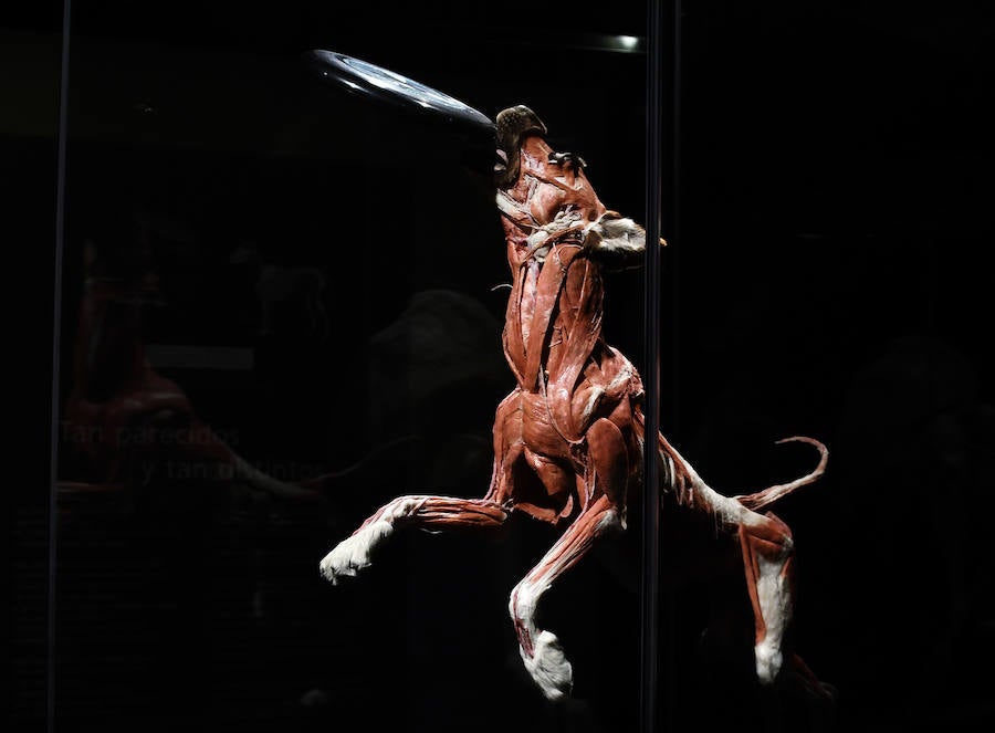 Llega por primera vez a España la exposición de los creadores de 'The Body Worlds'. Una muestra con más de 100 animales diferentes: osos, jirafas, elefantes, gorilas, anguilas, pulpos, tiburones...