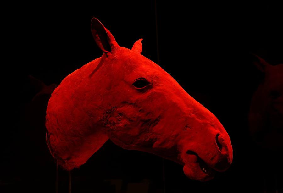 Llega por primera vez a España la exposición de los creadores de 'The Body Worlds'. Una muestra con más de 100 animales diferentes: osos, jirafas, elefantes, gorilas, anguilas, pulpos, tiburones...