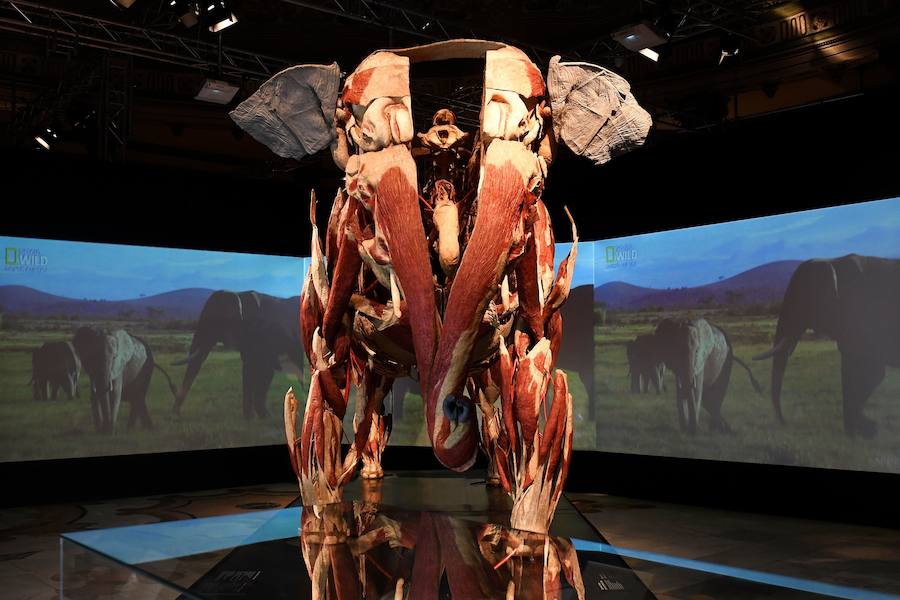 Llega por primera vez a España la exposición de los creadores de 'The Body Worlds'. Una muestra con más de 100 animales diferentes: osos, jirafas, elefantes, gorilas, anguilas, pulpos, tiburones...