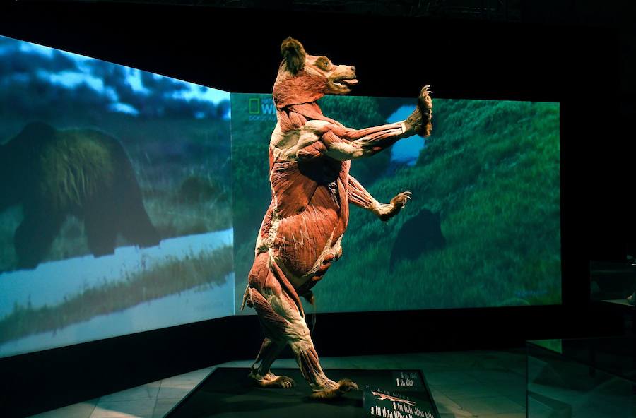 Llega por primera vez a España la exposición de los creadores de 'The Body Worlds'. Una muestra con más de 100 animales diferentes: osos, jirafas, elefantes, gorilas, anguilas, pulpos, tiburones...