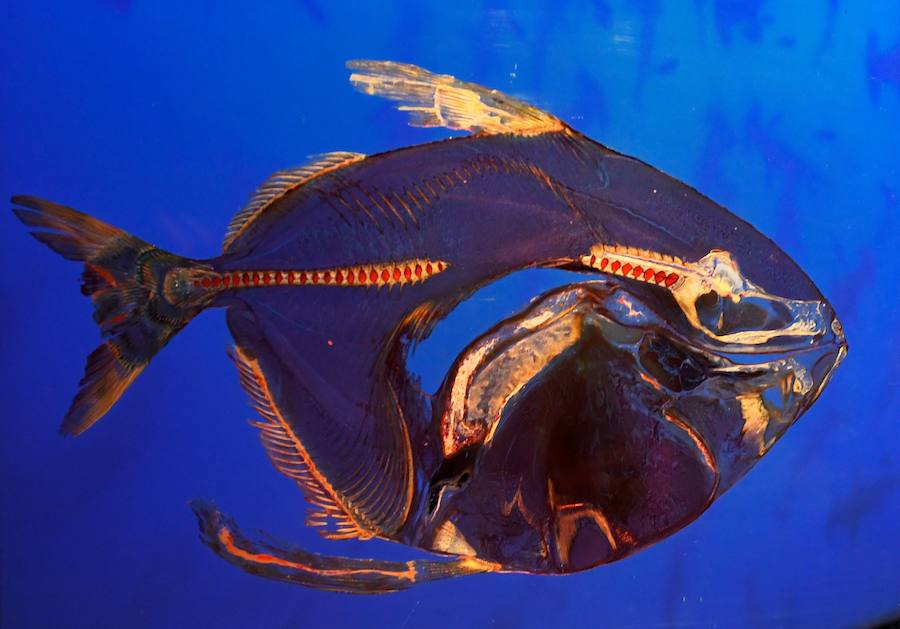 Llega por primera vez a España la exposición de los creadores de 'The Body Worlds'. Una muestra con más de 100 animales diferentes: osos, jirafas, elefantes, gorilas, anguilas, pulpos, tiburones...