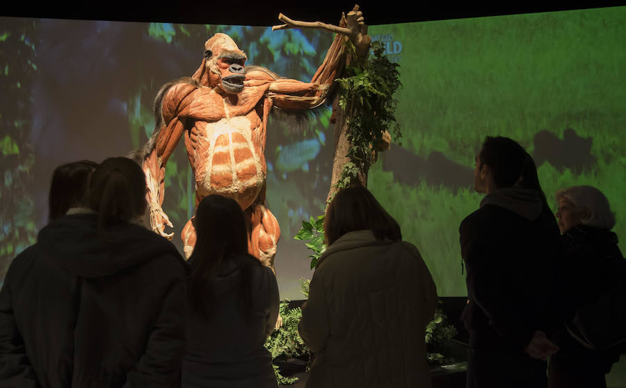 Llega por primera vez a España la exposición de los creadores de 'The Body Worlds'. Una muestra con más de 100 animales diferentes: osos, jirafas, elefantes, gorilas, anguilas, pulpos, tiburones...