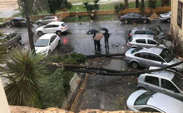 Un árbol caído sobre un coche junto al Instituto La Rosaleda.