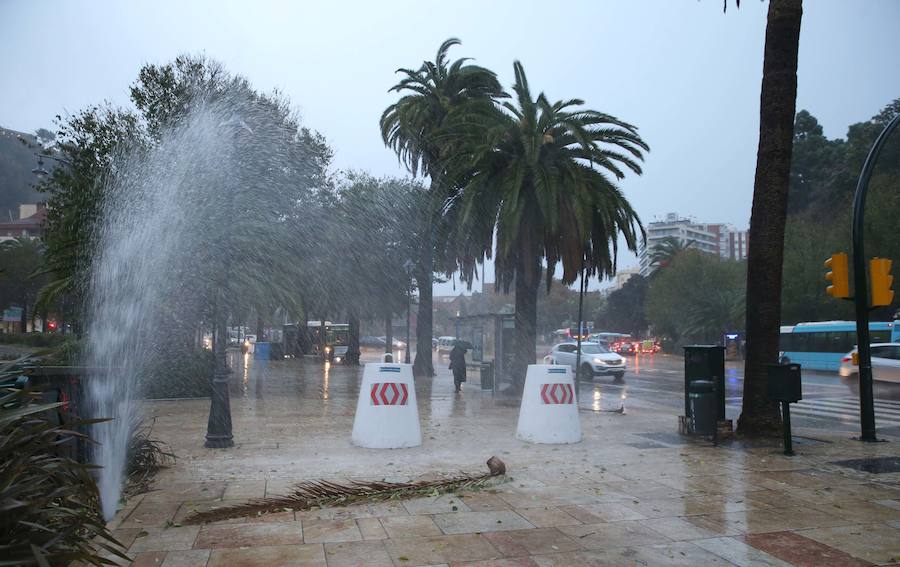 La caída de dos árboles ha obligado a cerrar el tráfico del paseo de los Curas y un lateral de la Alameda Principal