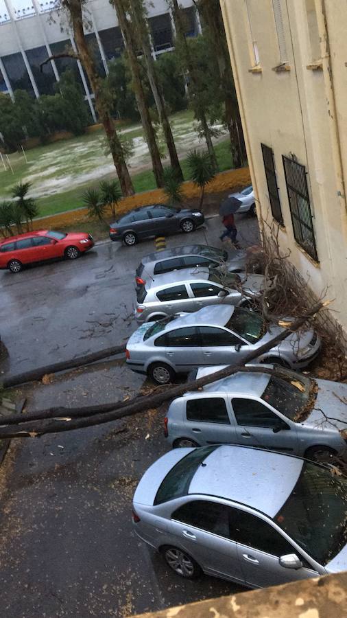 Árboles caídos en el IES Rosaleda