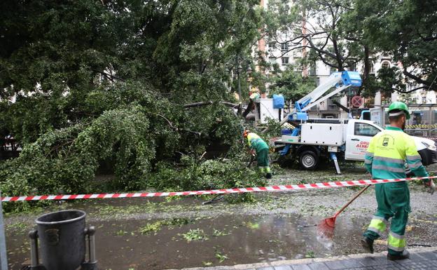 Técnicos municipales trabajan en la retirada del ficus que se desplomó el lunes en la Alameda.