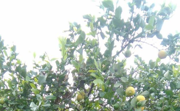 Limonero.