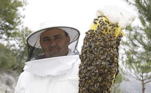 Crean una plataforma para impulsar la digitalización de la apicultura