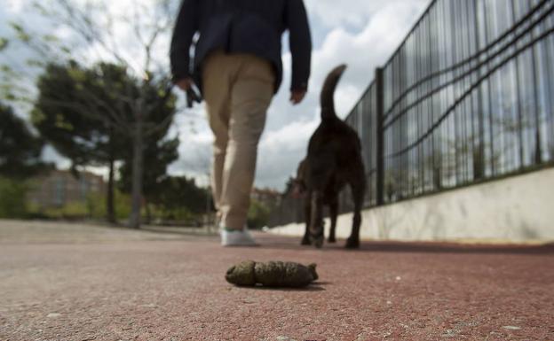 Esta es la multa que te puede caer si no registras el ADN de tu perro en Málaga capital 