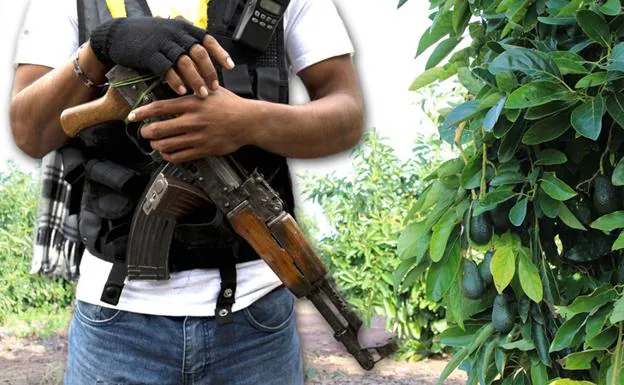 Un vigilante armado protege una plantación de aguacates en Michoacán. 