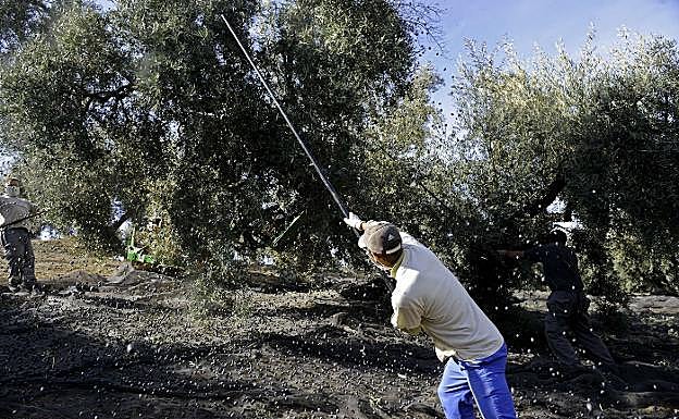 La renta agraria ha crecido un 1,8%, en base sobre todo a frutas y hortalizas y al olivar, como el de la imagen.