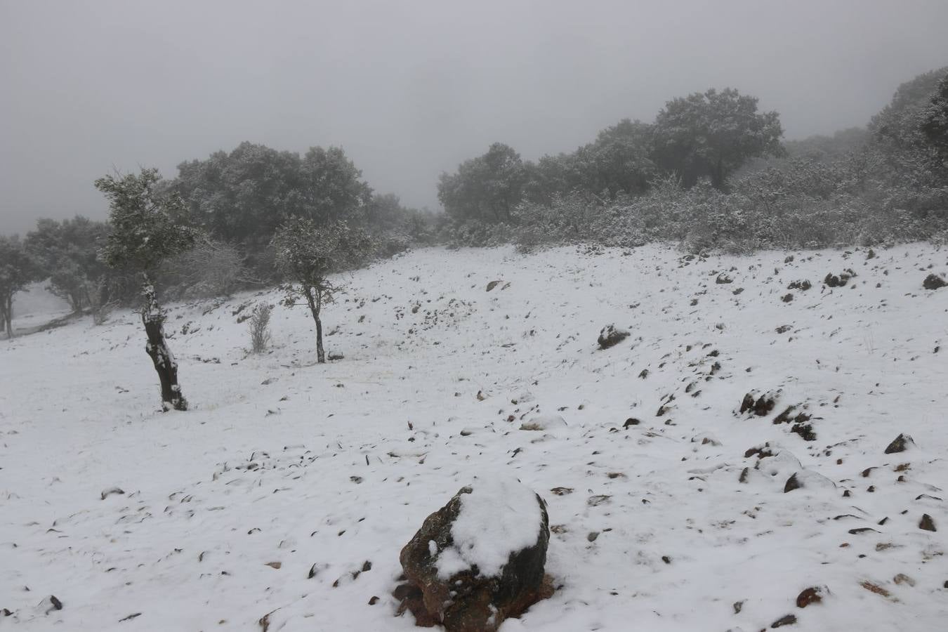 Ronda, Antequera y Alfarnate se cubren bajo un manto blanco