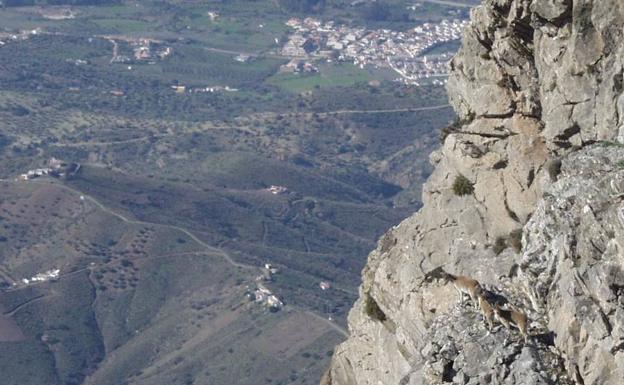 Imagen principal - Ejemplares de cabra montés en los Tajos Lisos. | Relieves montañosos que se pueden ver en el ecuador de la ruta | El ascenso por la nieve hay que realizarlo con material adecuado