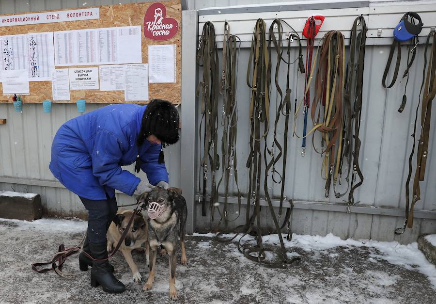 . Los animales abandonados recibirán cuidados adecuados, vacunas y serán esterilizados