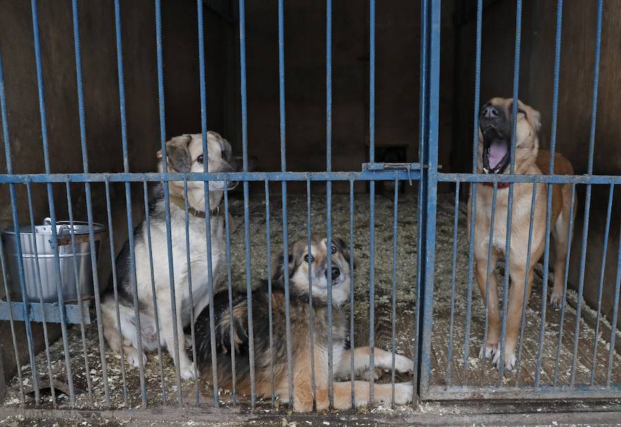 . Los animales abandonados recibirán cuidados adecuados, vacunas y serán esterilizados