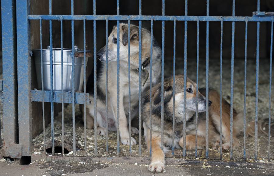 . Los animales abandonados recibirán cuidados adecuados, vacunas y serán esterilizados