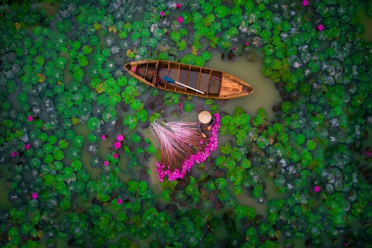 El segundo premio en la categoría de Gente corresponde a esta instantánea aérea de una mujer recolectando flores del lirio en Vietnam