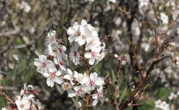 Rutas de senderismo donde ver almendros en flor en la provincia de Málaga |  Diario Sur