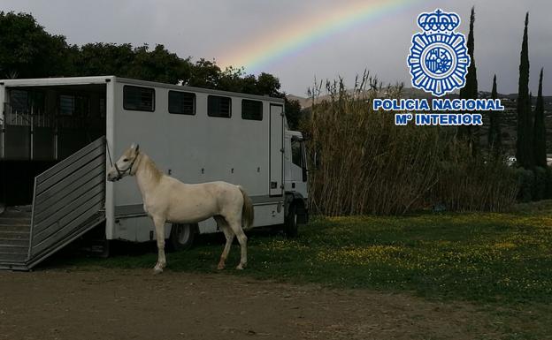 Detienen en Vélez-Málaga a un hombre por maltrato animal y rescatan a cuatro equinos desnutridos