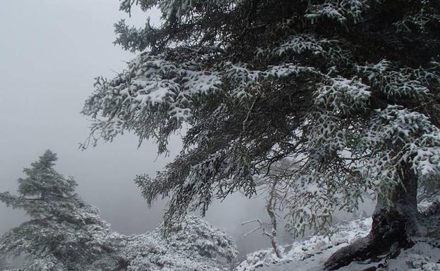 La Junta tramita el informe inicial para que la Sierra de las Nieves sea parque nacional