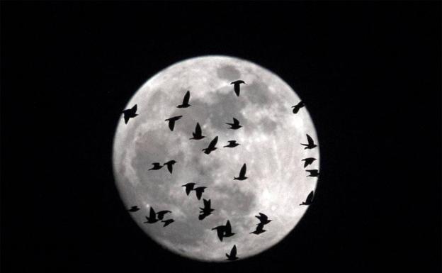 Galería. La superluna ha coincidido con un eclipse lunar, una luna de sangre y una luna azul.