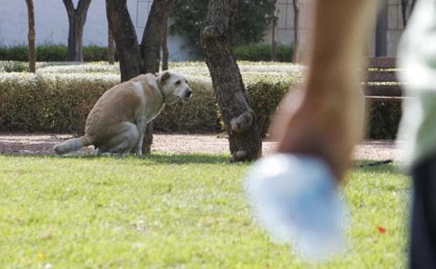 ¿Cuánto te puede caer de multa si no registras el ADN de tu perro en Málaga capital?