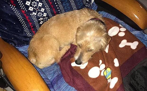 Encuentran el perro del joven desaparecido en Torremolinos