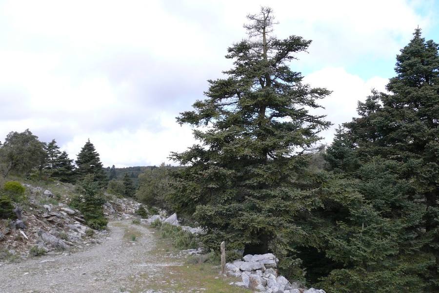 Imagen principal - Sendero señalizado | Pinsapo de la Escalereta | Detalle del pinsapo de la Escalereta