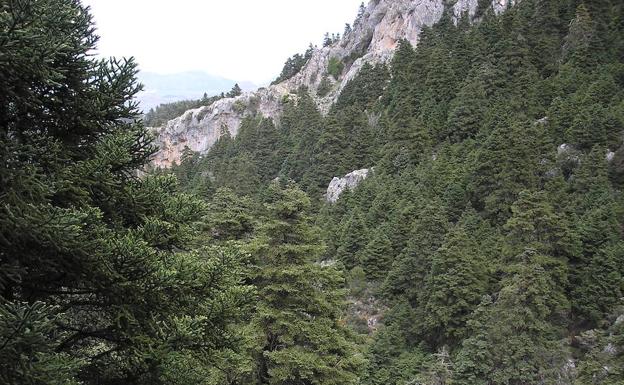 El Gobierno da luz verde a que la Sierra de las Nieves sea Parque Nacional