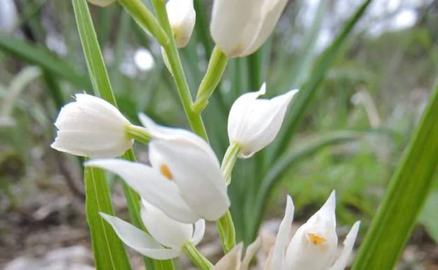 Cephalanthera longifolia