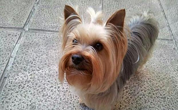 «Si quieres recuperar tu perrita, son 4.000 euros»