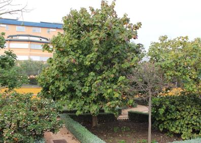 Imagen secundaria 1 - Araucaria bidwillii. Hibiscus Elatus. Palmito