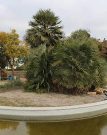 Imagen secundaria 2 - Araucaria bidwillii. Hibiscus Elatus. Palmito
