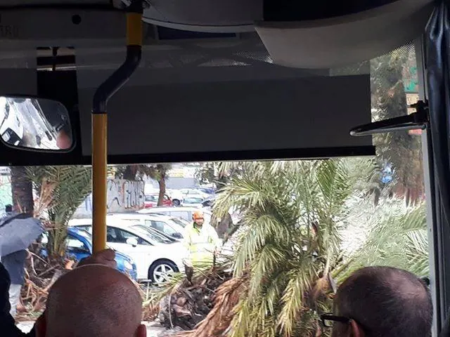 Palmera caída en los Baños del Carmen