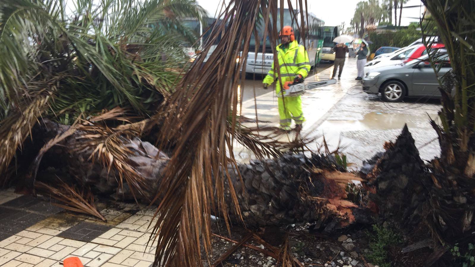 palmera caída en los Baños del Carmen.