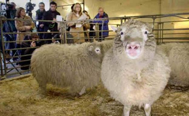 La oveja Dolly, el primer animal clonado.