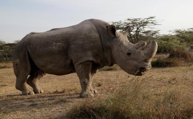 Sacrifican al último ejemplar macho de rinoceronte blanco del norte