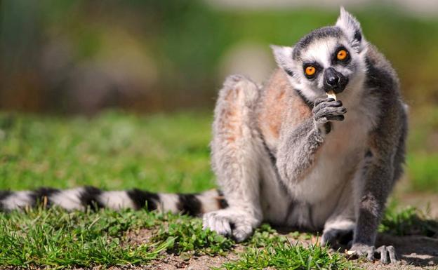 85 kilos de hachís, 20 de marihuana y... ¡un lemur!