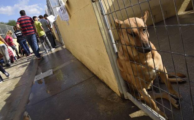 El Refugio de la Protectora acoge actualmente a 889 animales, el triple de la capacidad con el que se construyó. :