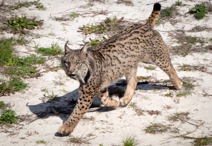 'Eucalipto', un macho de lince ibérico que reside en el Observatorio de Linces de Doñana.