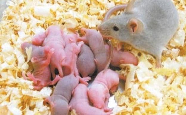 Un estudio muestra cómo se genera el instinto maternal en el cerebro de mamíferos