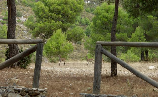 En El Pinarillo, ocasionalmente, se pueden ver algunos ejemplares de cabra montés