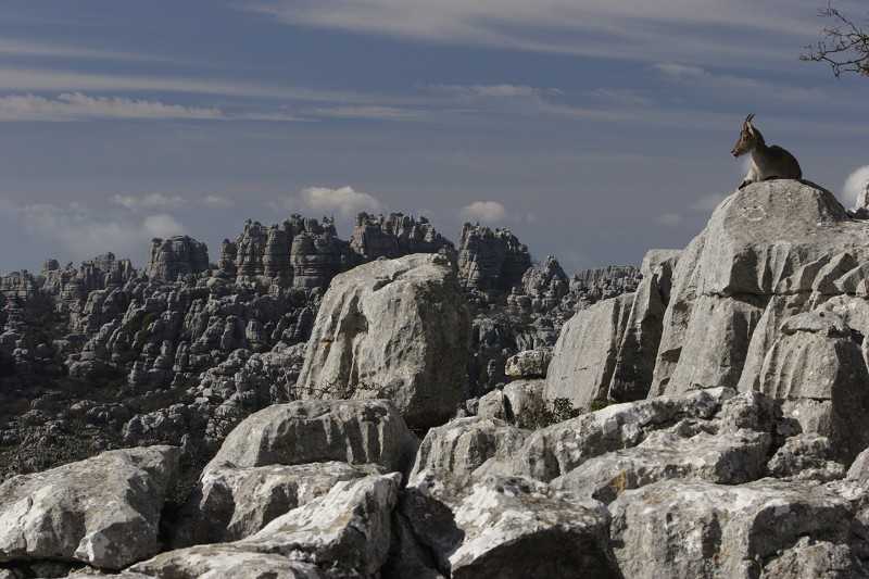 La sierra de las Cabras. Estas montañas calizas, situadas a la altura de la célebre Fuente de la Yedra, son todo un espectáculo natural durante todo el año, pero es especialmente recomendable cuando llega la primavera, ya que, después de un año relativamente lluvioso, ofrece un impresionante colorido. Eso sí, para conocerla habrá que realizar una ruta senderista no apta para todos los públicos, ya que será necesario subir hasta la cima. Aunque no es excesivamente dura, si tiene un pronunciado desnivel en la segunda parte la ruta.