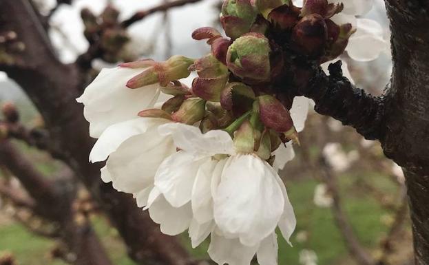 Detalle de los cerezos en flor.