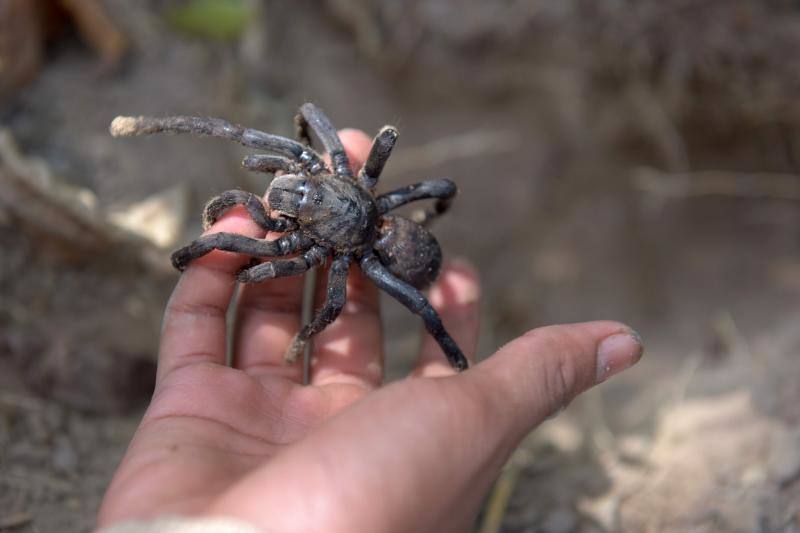 Un plato lleno de estos peludos animales del tamaño de un puño resulta en Camboya un preciado manjar, pero se encuetran en peligro de extinción