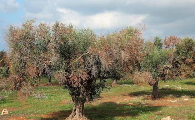 Olivo afectado por Xylella fastidiosa en Italia. 