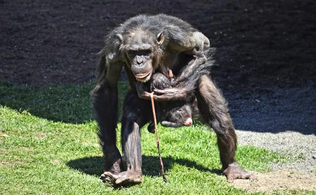 Imagen principal - Parto público de un chimpancé en Valencia