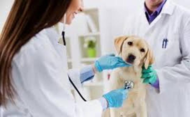 Abogados ofrecen unas charlas sobre la defensa del personal veterinario