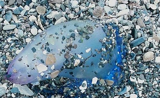 Imagen principal - Ejemplares encontrados ayer por la mañana en playas de Málaga. 